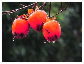 红柿子,秋日里的甜蜜诱惑